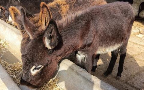 肉驴驴苗养殖全攻略：多少头最合适？新手必看指南