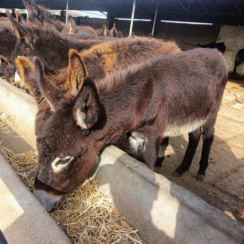 肉驴驴苗养殖全攻略:多少头最合适?新手必看指南 肉驴驴苗养殖:多少头最合适?新手必看指南