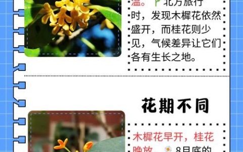 檀香与桂花：两种经典香气的深度对比与园艺鉴赏