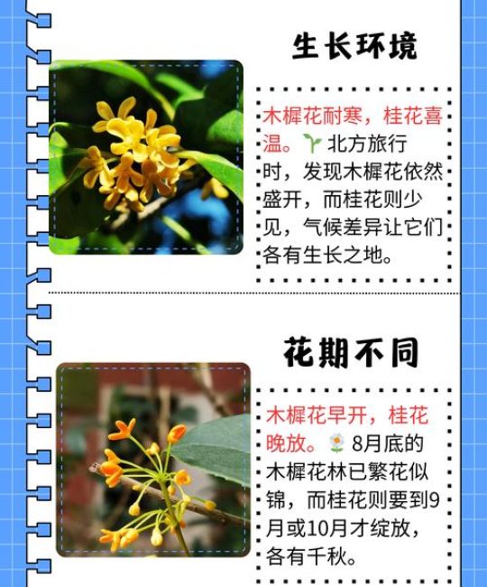 檀香与桂花：两种经典香气的深度对比与园艺鉴赏