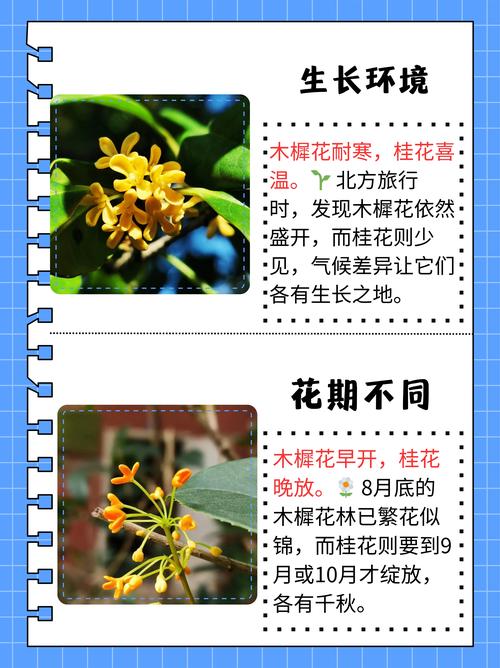 檀香与桂花:两种经典香气的深度对比与园艺鉴赏 香气特征的鲜明差异
