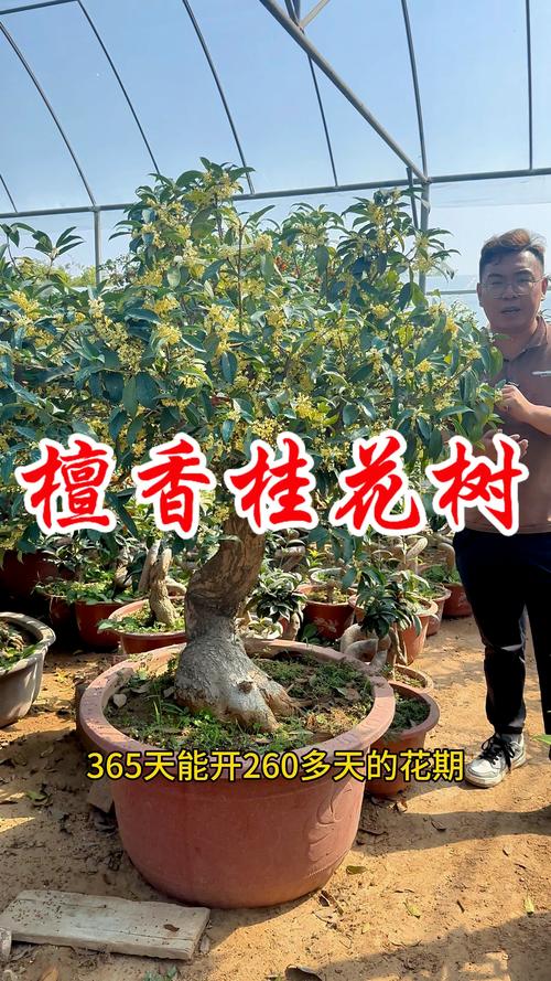 檀香与桂花:两种经典香气的深度对比与园艺鉴赏 植物习性与栽培要点