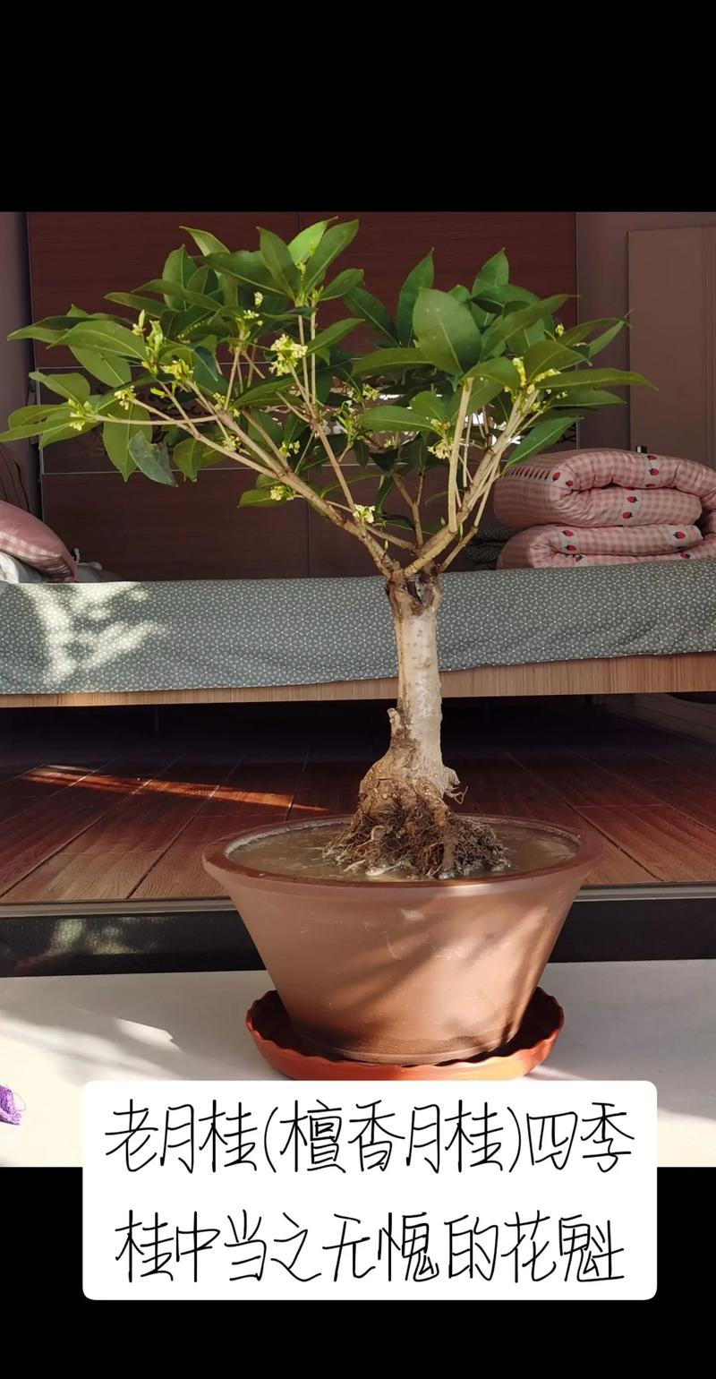 檀香与桂花:两种经典香气的深度对比与园艺鉴赏 结语