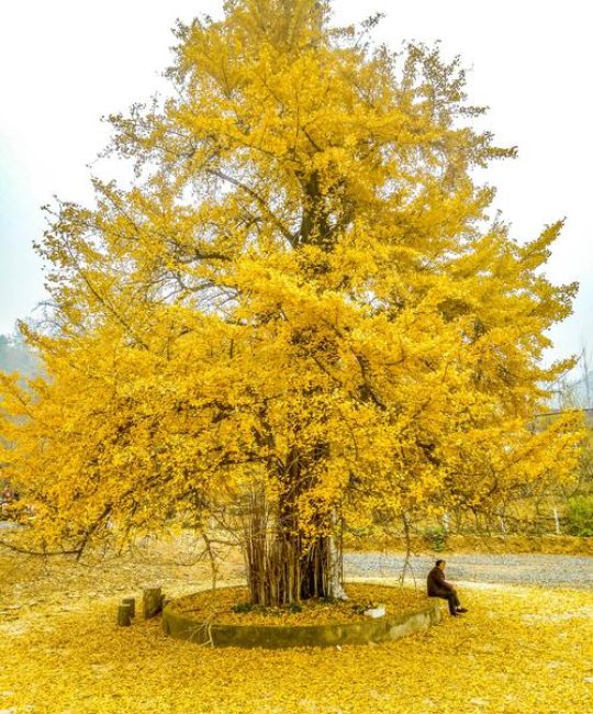 为什么说银杏树只有一棵？——科学、文化与园林视角下的“活化石”真相
