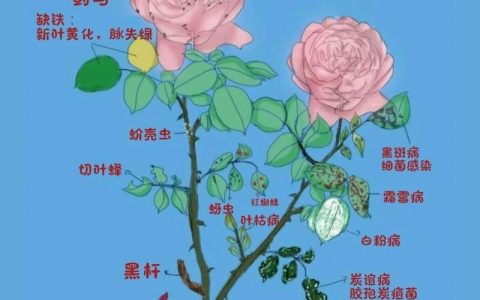 门口种月季树好吗？科学分析观赏、养护与风险