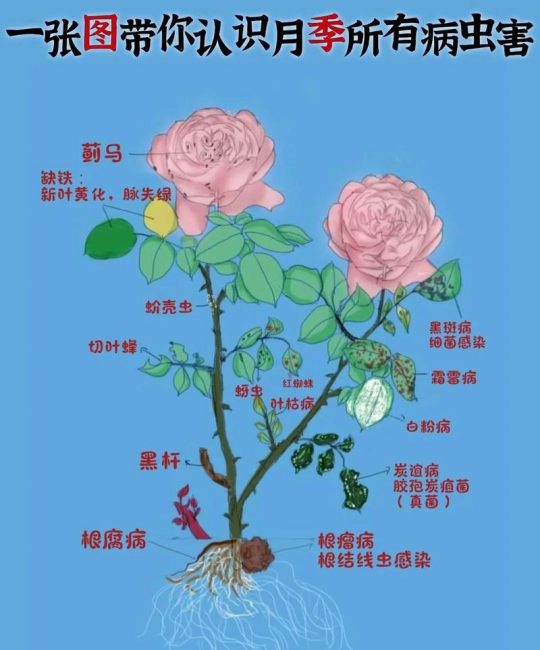 门口种月季树好吗？科学分析观赏、养护与风险