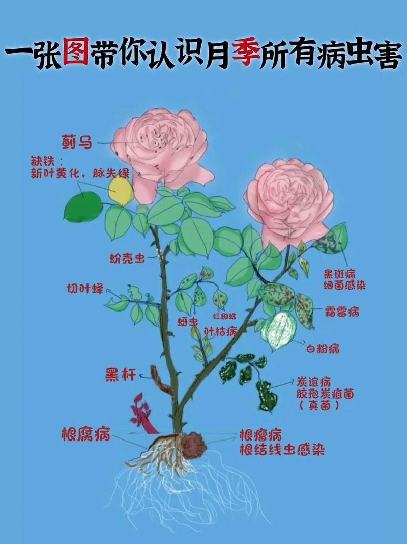 门口种月季树好吗?科学分析观赏、养护与风险 门口种月季树是否可行?