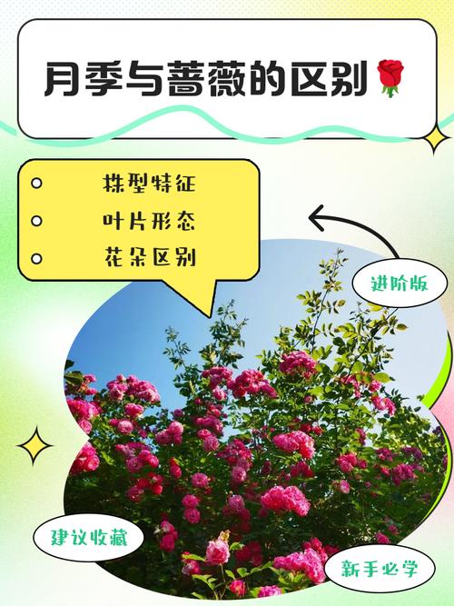 门口种月季树好吗?科学分析观赏、养护与风险 光照与水肥精准方案
