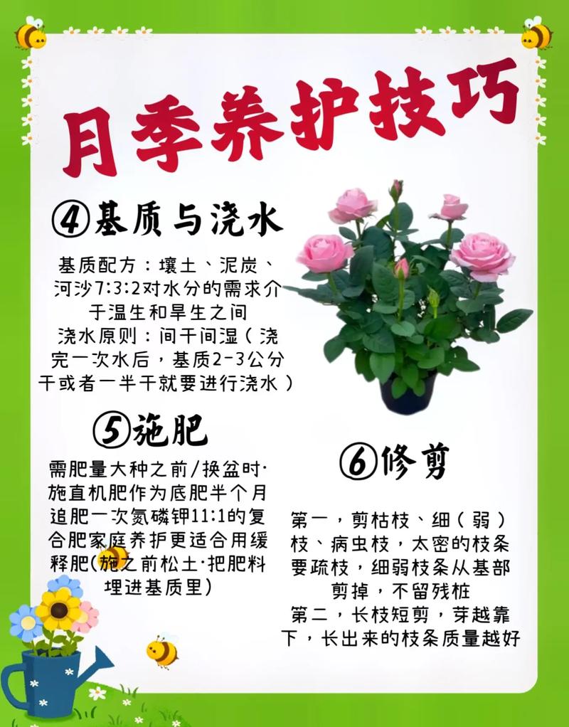 门口种月季树好吗?科学分析观赏、养护与风险 品种基础档案