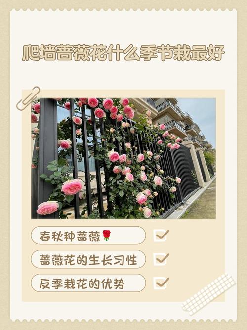 门口种月季树好吗?科学分析观赏、养护与风险 越冬与越夏管理