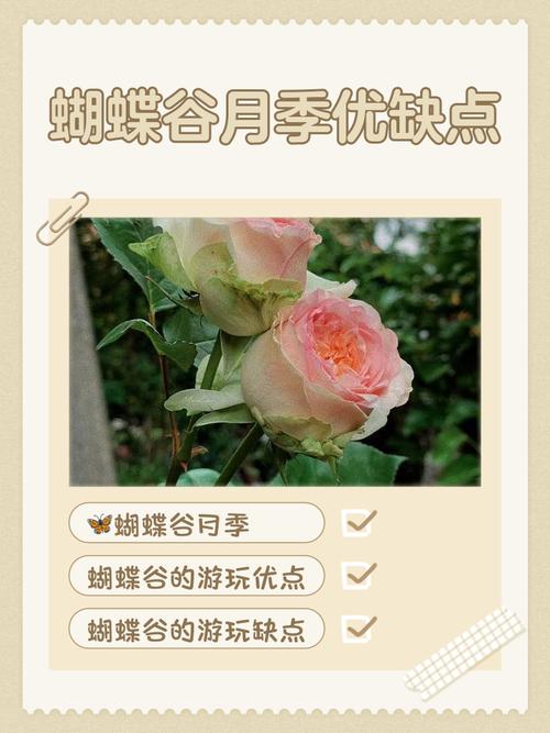 门口种月季树好吗?科学分析观赏、养护与风险 FAQ