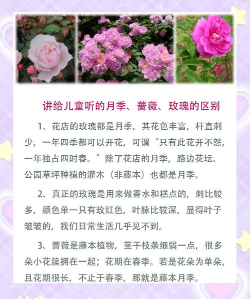 门口种月季树好吗?科学分析观赏、养护与风险 常见误区与纠正