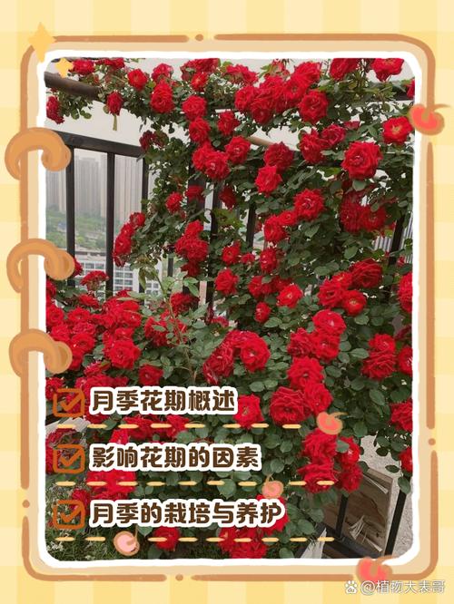 门口种月季树好吗?科学分析观赏、养护与风险 总结:3个核心可执行动作