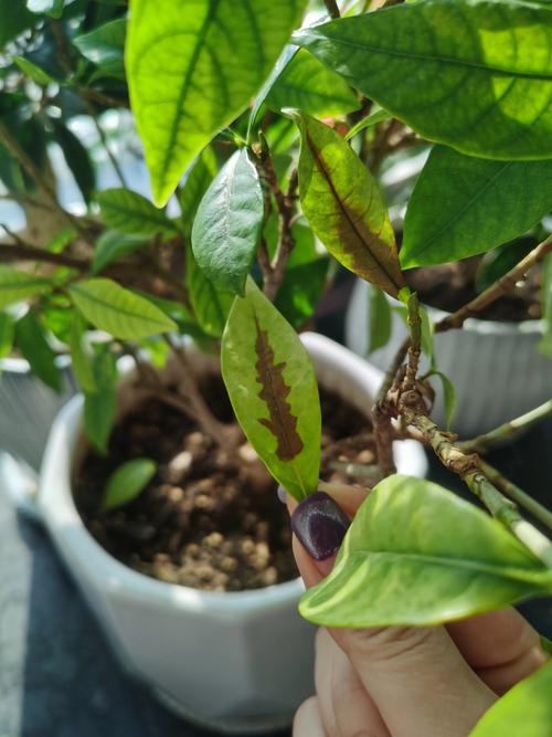 栀子花叶子发黑干枯怎么回事?常见原因与急救指南 二、常见原因逐个排查