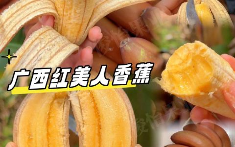 红美人蕉和普通香蕉的区别：品种、习性及用途全面对比
