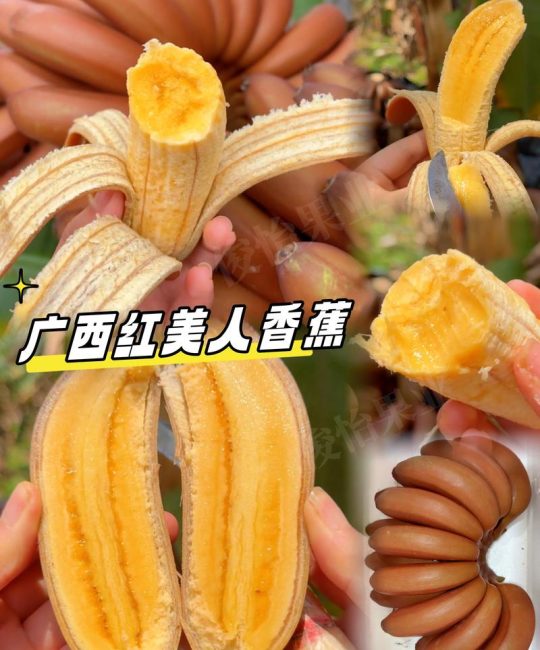 红美人蕉和普通香蕉的区别：品种、习性及用途全面对比