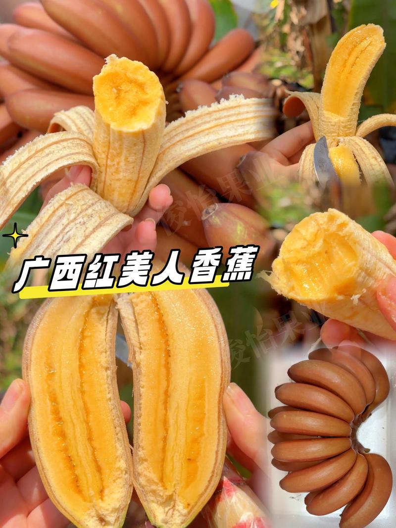 红美人蕉和普通香蕉的区别:品种、习性及用途全面对比 红美人蕉和普通香蕉的区别:品种、习性及用途全面对比