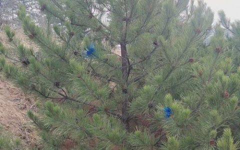 什么松树有松子？产松子的乔木品种推荐与庭院应用指南