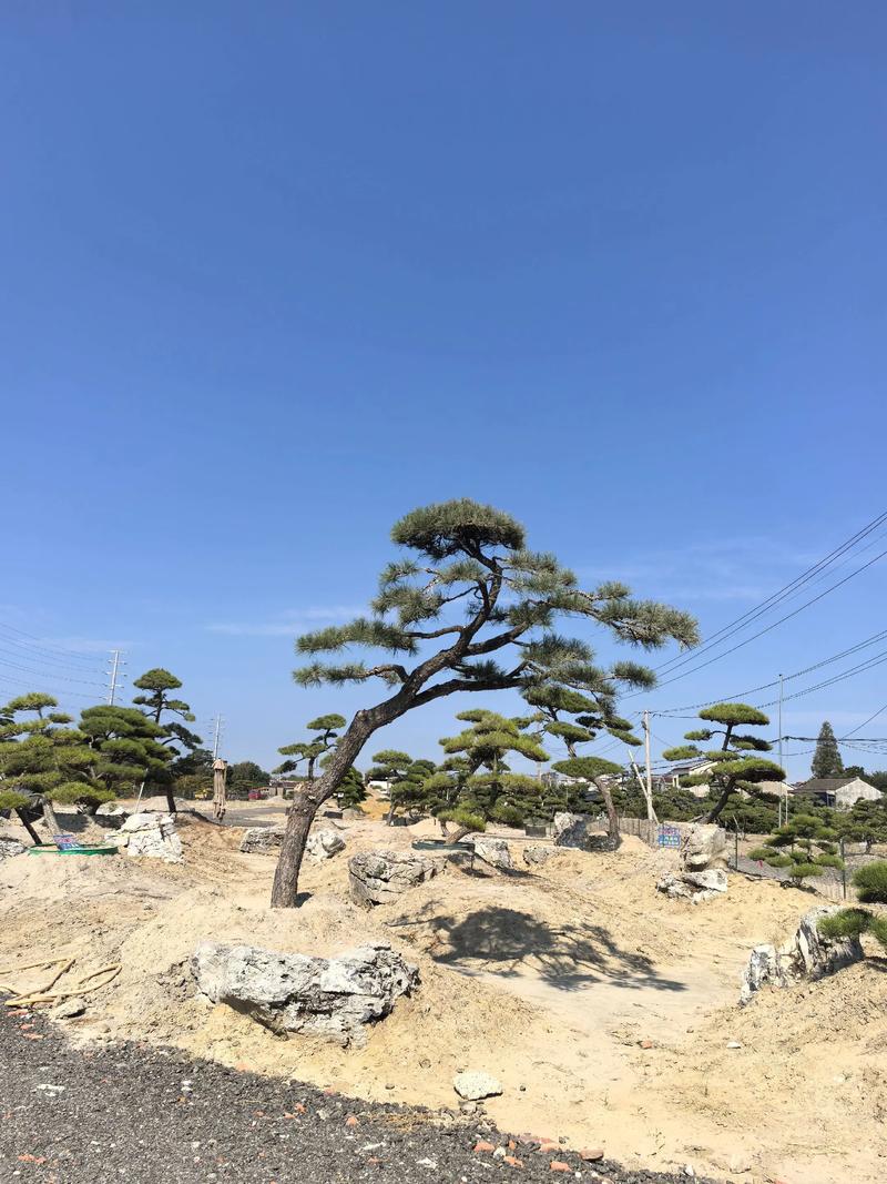什么松树有松子?产松子的乔木品种推荐与庭院应用指南 行道树与庭院规格选型