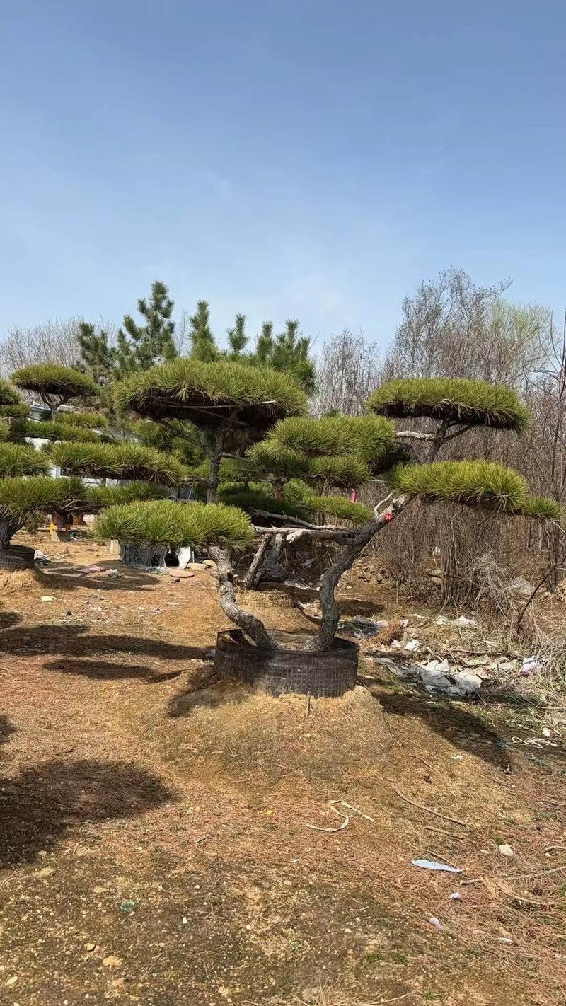什么松树有松子?产松子的乔木品种推荐与庭院应用指南 支撑固定系统方案