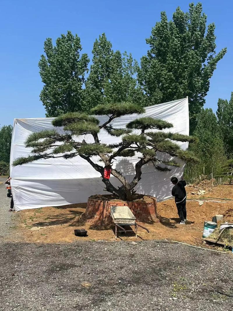 什么松树有松子?产松子的乔木品种推荐与庭院应用指南 修剪与长期管理