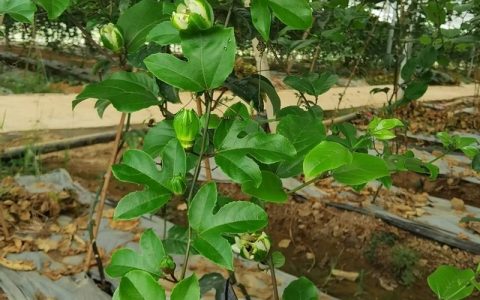 百香果第二年还要重新种苗吗？深入探讨百香果的种植策略
