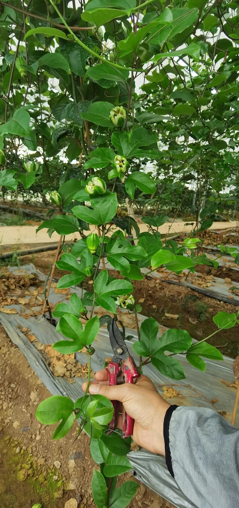 百香果第二年还要重新种苗吗?深入探讨百香果的种植策略 引言:一个常见的困惑