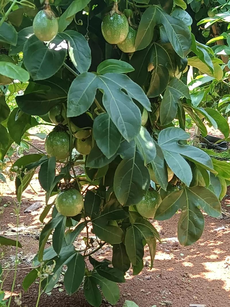 百香果第二年还要重新种苗吗?深入探讨百香果的种植策略 百香果的生命周期:多年生植物的现实