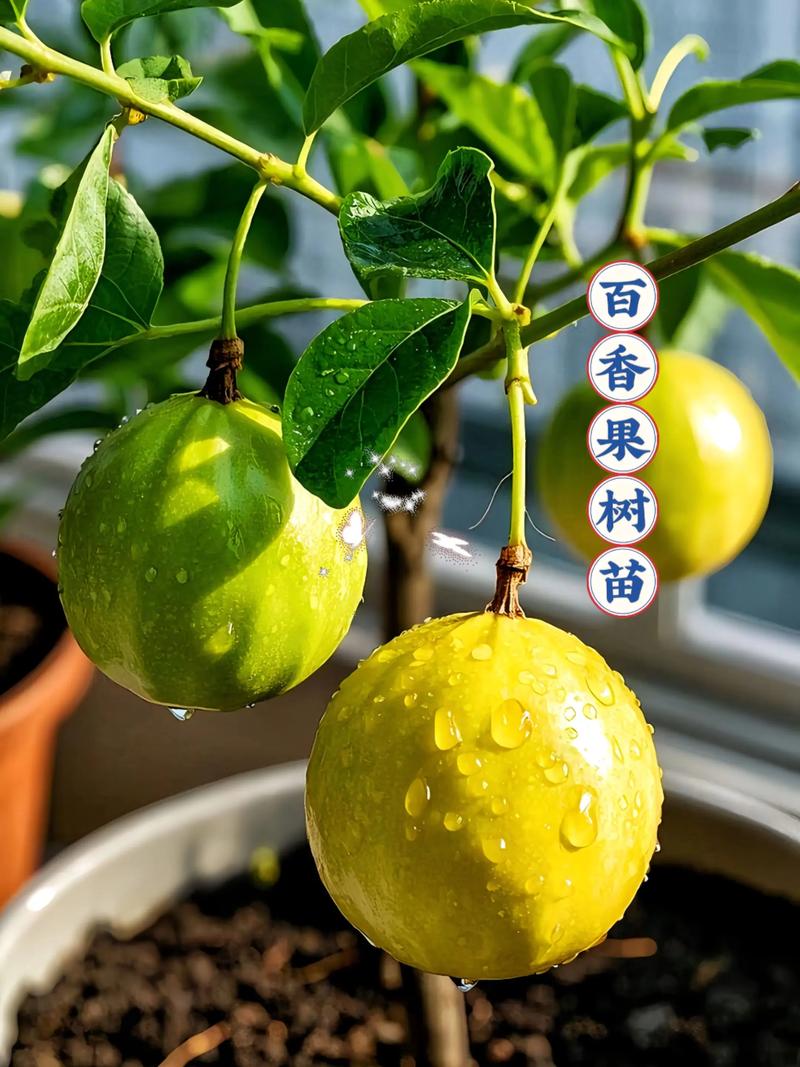 百香果第二年还要重新种苗吗?深入探讨百香果的种植策略 什么情况下可以保留老苗并续种?