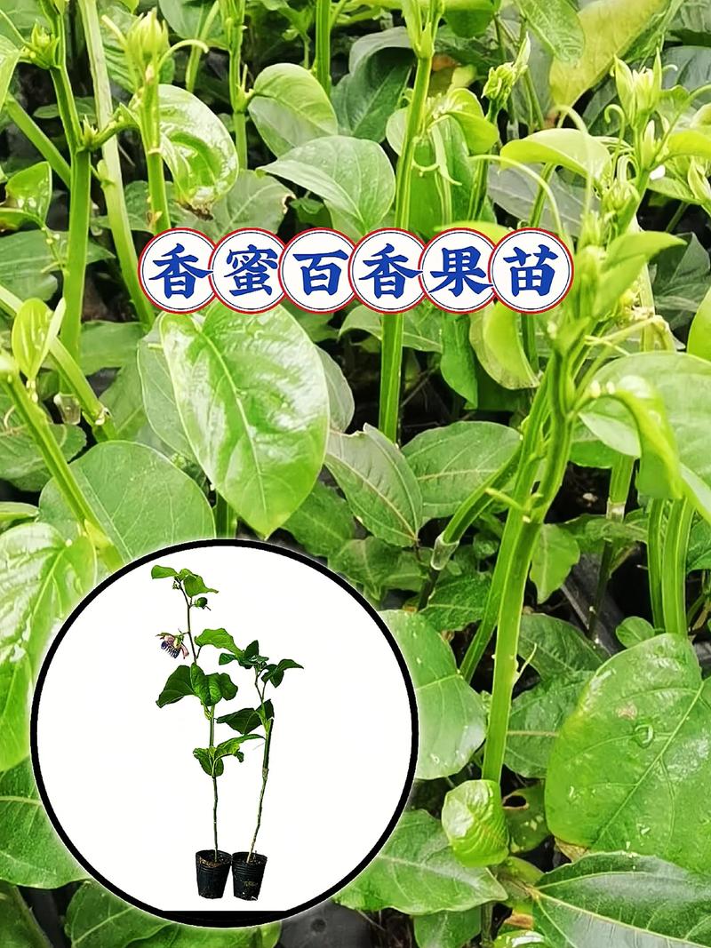 百香果第二年还要重新种苗吗?深入探讨百香果的种植策略 核心决策点:算好你的“投入产出比”