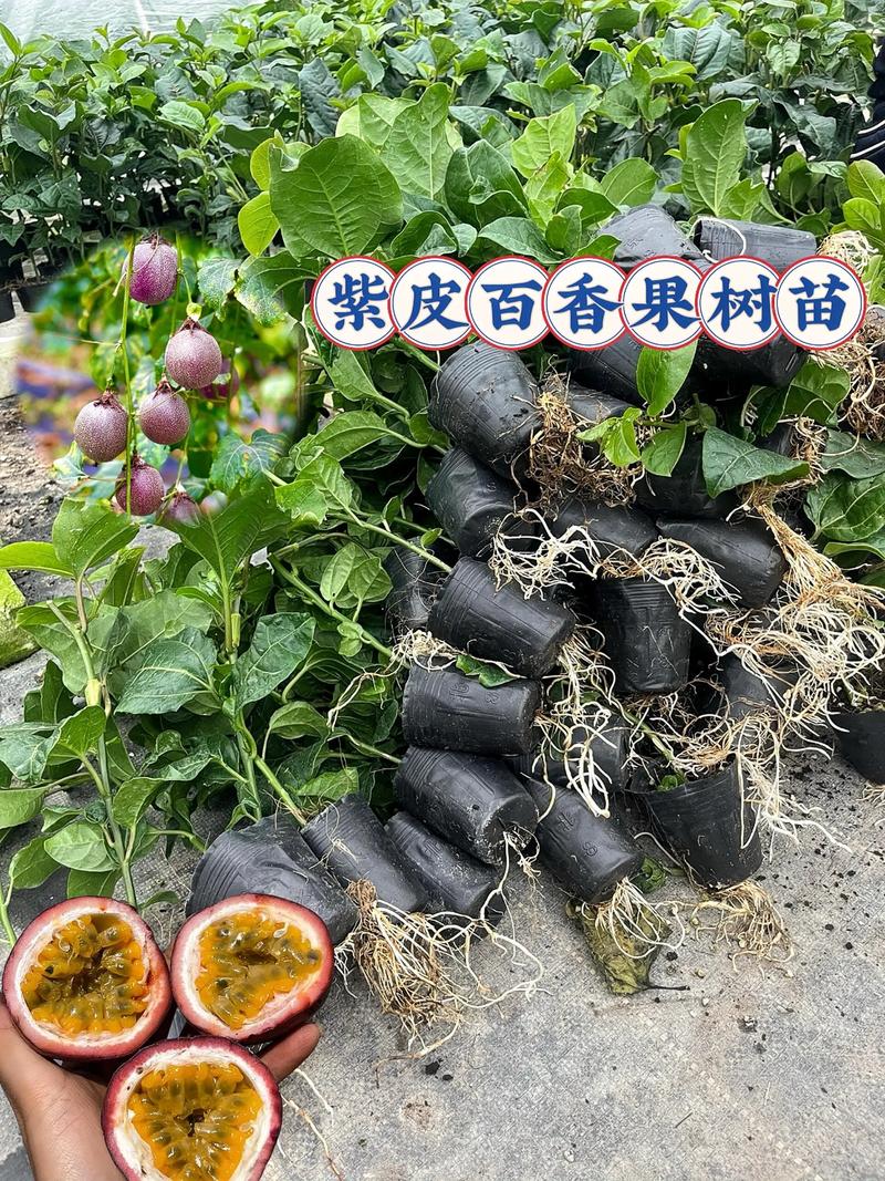 百香果第二年还要重新种苗吗?深入探讨百香果的种植策略 商业种植者的选择:一年一种更划算