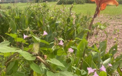 美人蕉为何不能在院子里养？真相解析与科学种植方案