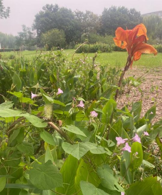 美人蕉为何不能在院子里养？真相解析与科学种植方案