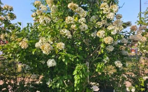 木绣球花有几种颜色？一文看清花色变化与养护要点
