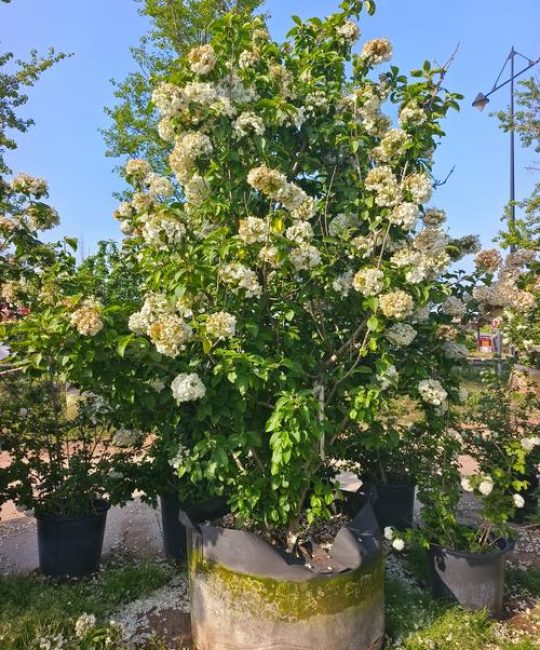 木绣球花有几种颜色？一文看清花色变化与养护要点