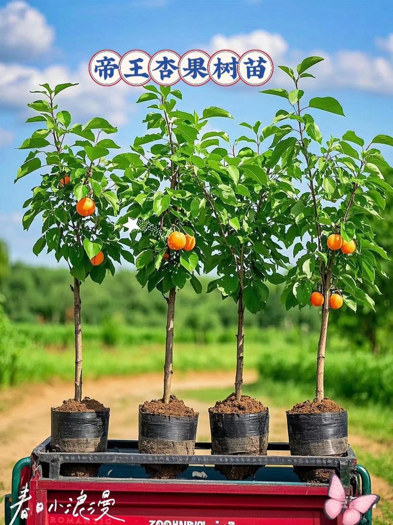杏树一颗多少钱?2026年杏树苗价格区间与选购指南 季节影响在春秋两季最明显