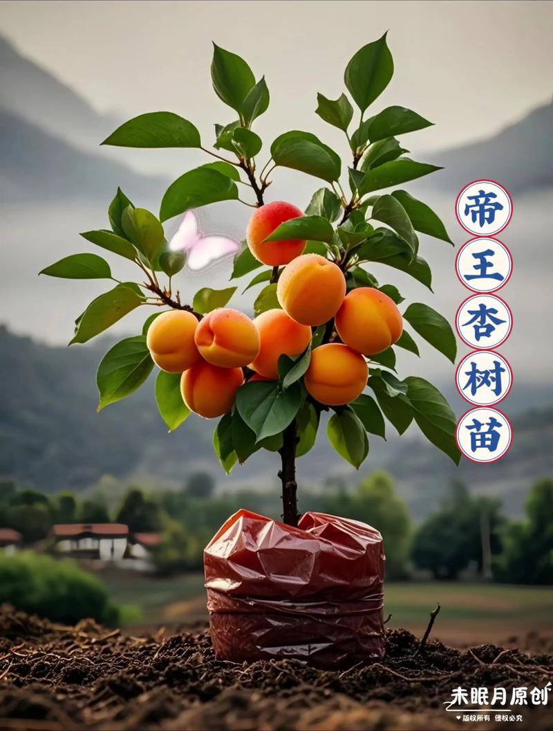 杏树一颗多少钱?2026年杏树苗价格区间与选购指南 咨询指南