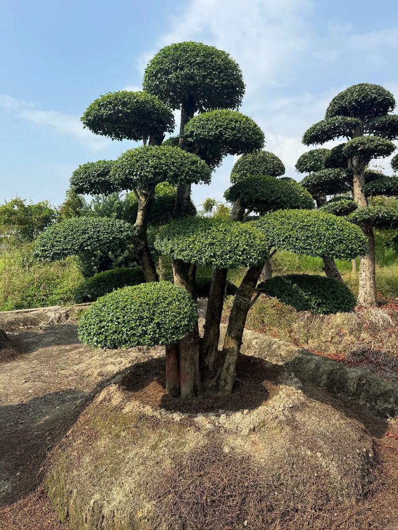 院子大门外适合种什么树?先看这3个标准 四、海棠树:花开时很漂亮,适合门前做迎宾树