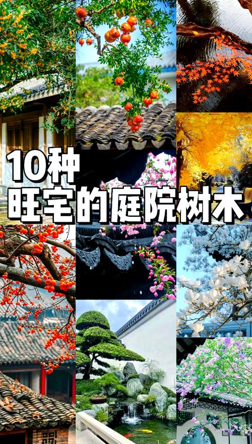 院子大门外适合种什么树?先看这3个标准 五、罗汉松:常绿耐看,适合想要“门口稳重感”的庭院