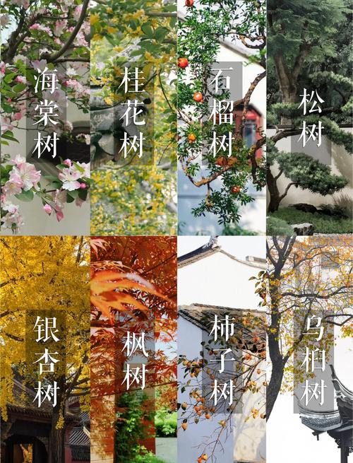 院子大门外适合种什么树?先看这3个标准 2. 栽植步骤