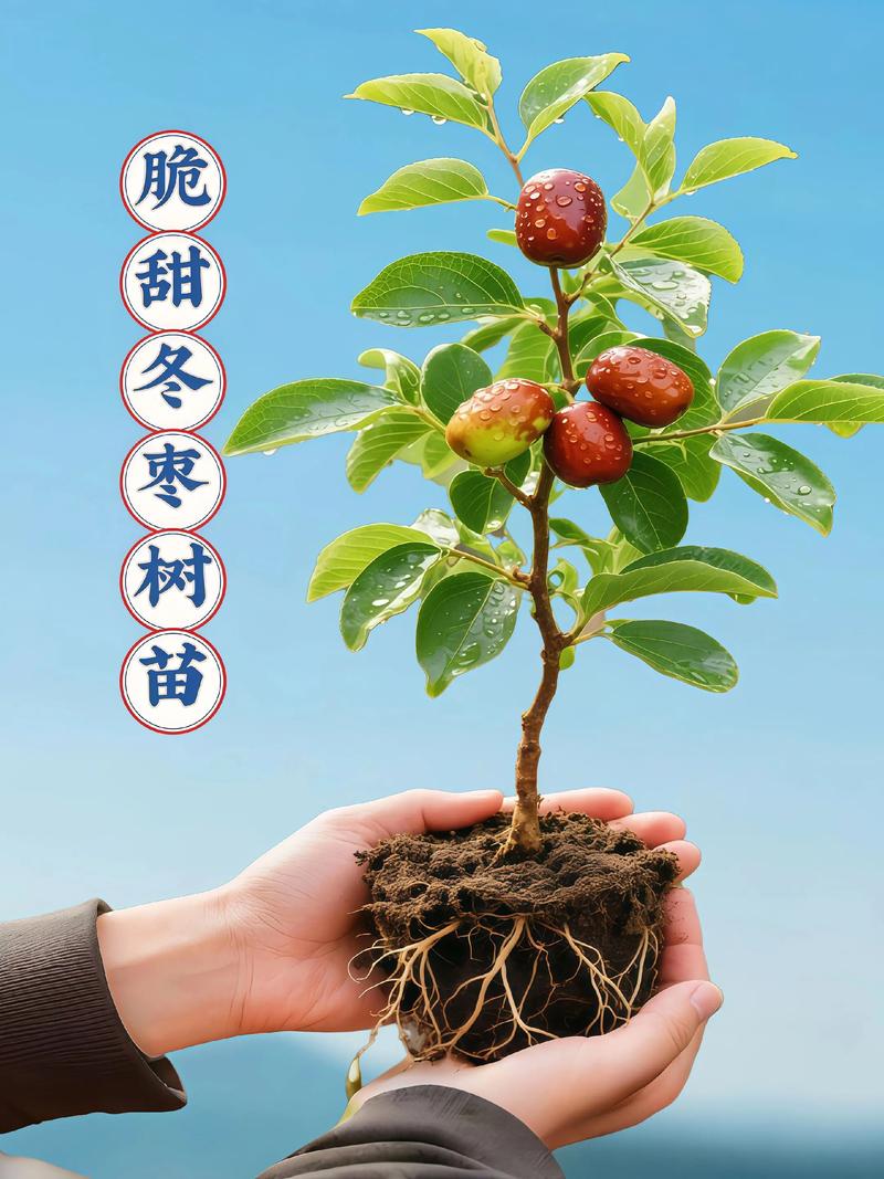 冬天能移栽果树吗?这份保活指南请收好 四、栽植深度:根颈与地面齐平