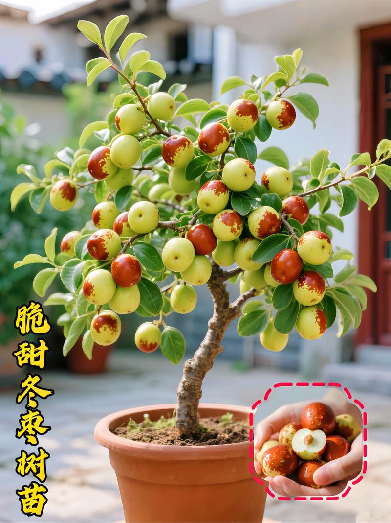 冬天能移栽果树吗?这份保活指南请收好 五、浇定根水:一次浇透,不积水