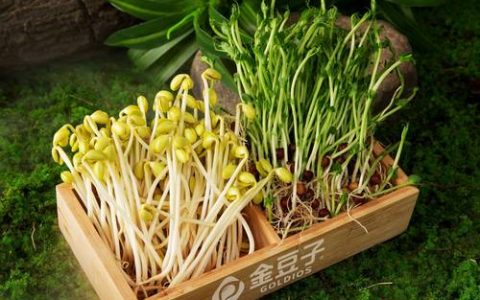 芽苗菜家庭培育全攻略：从选种到采收的参数级操作指南