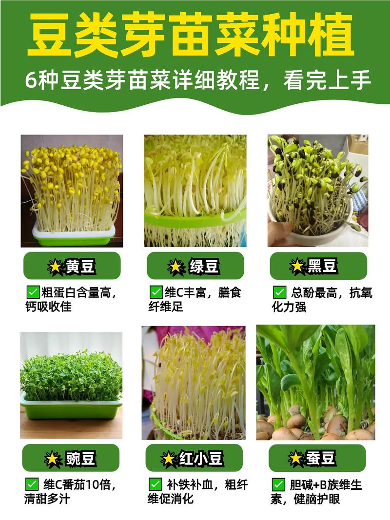 芽苗菜家庭培育全攻略:从选种到采收的参数级操作指南 四、出芽后的精细管理(以绿豆芽为例)