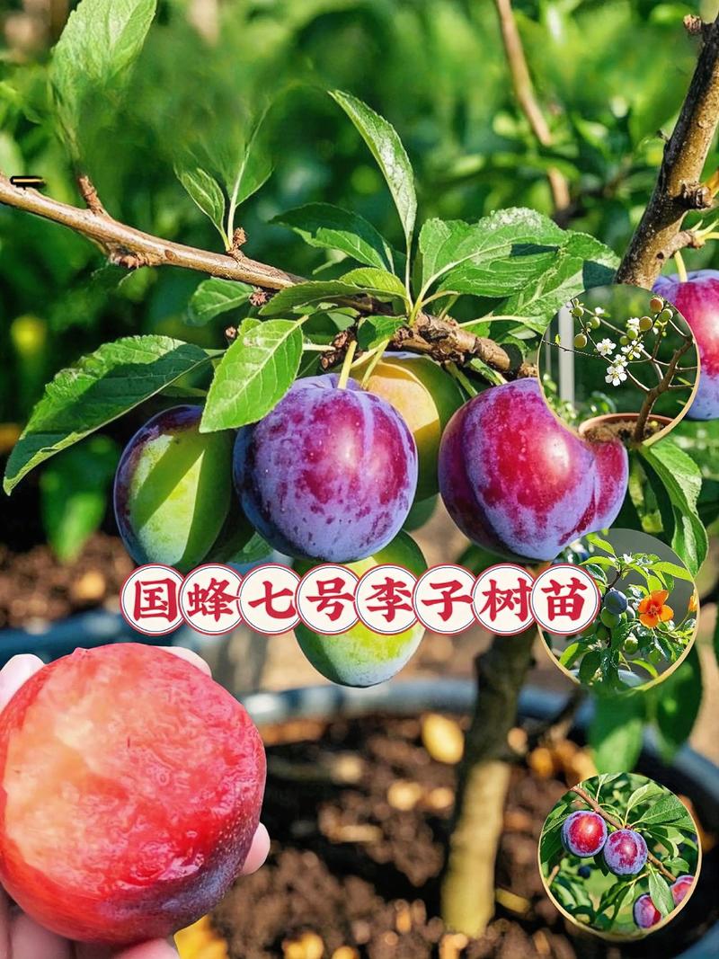 李子几年可以挂果:从定植到盛果期的完整种植指南 盛果期产量与经济价值分析