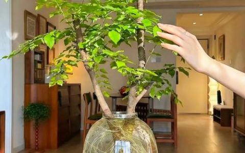女贞树在家里好吗？庭院地栽与盆栽养护全指南