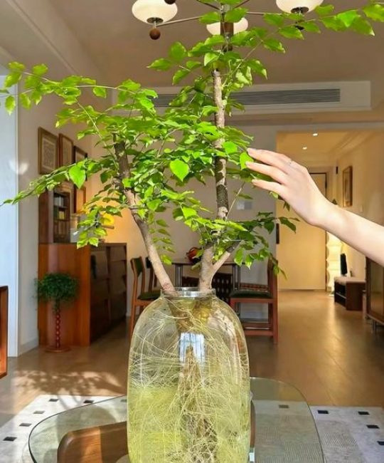 女贞树在家里好吗？庭院地栽与盆栽养护全指南