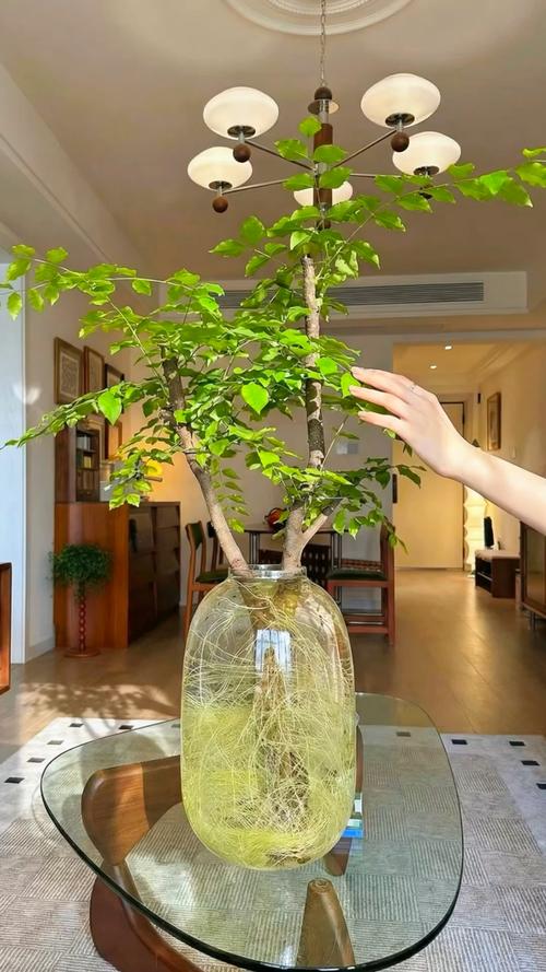 女贞树在家里好吗?庭院地栽与盆栽养护全指南 女贞树在家里好吗?庭院地栽与盆栽养护全指南