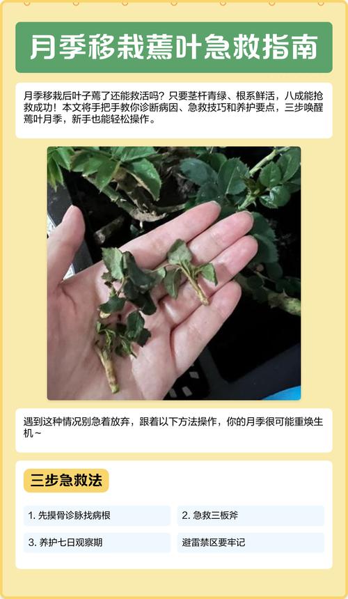蔫了的花怎么补救?从诊断到恢复的完整指南 第二步:对症补救——三种核心方案