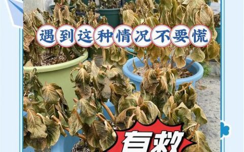 蔫了的花怎么补救？从诊断到恢复的完整指南